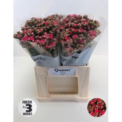 KALANCHOE ROSE