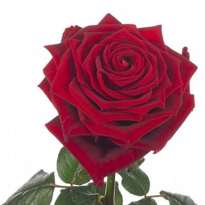 Rose Gr 70cm RED NAOMI EX X150