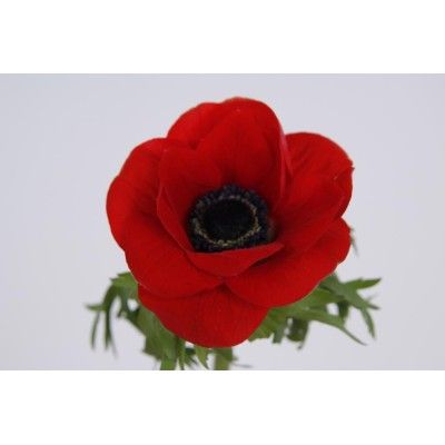 ANEMONE ROUGE dep