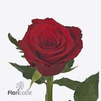 Rose Gr 40cm Rouge SC x100...