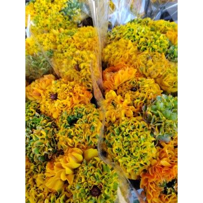 Renoncule Ponpom Merlino Ex