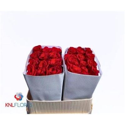 Rose Gr EXPLORER Equateur 70cm