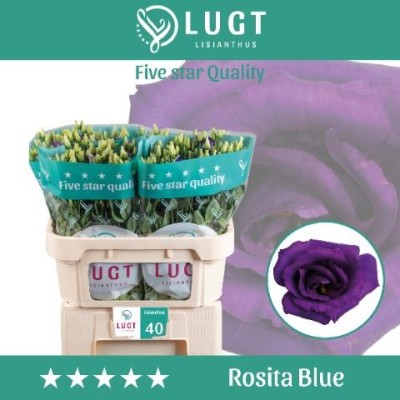LISIANTHUS Dbl Bleu EX X40