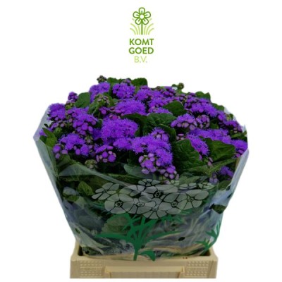 AGERATUM ex