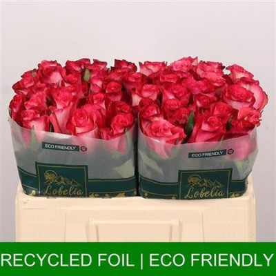 Rose Gr 50cm NICOLETTA Top