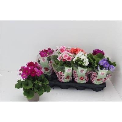 .Prim Ob Sweetk A Gem pot...