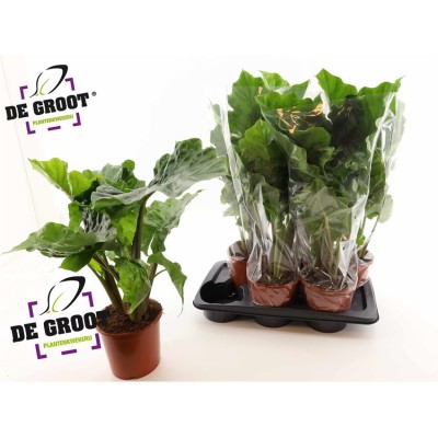 .Aloc Low Rider pot 17 65cm