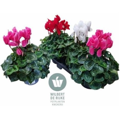 .Cycl Gr Sup Mammoth pot 17...