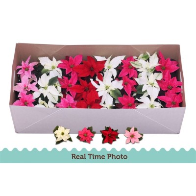 .Euphor P Pri Gem pot 6 13cm