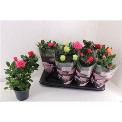 .Ro Pathit Gem 4 Srt pot 13...