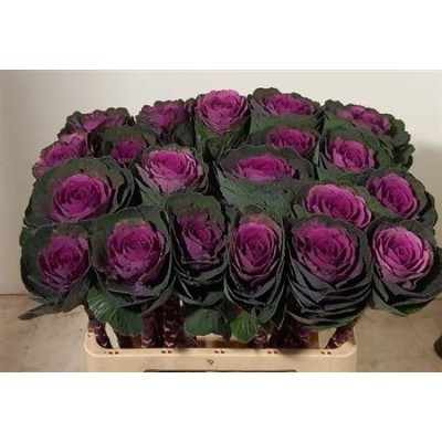 BRASSICA RED CRANE EX