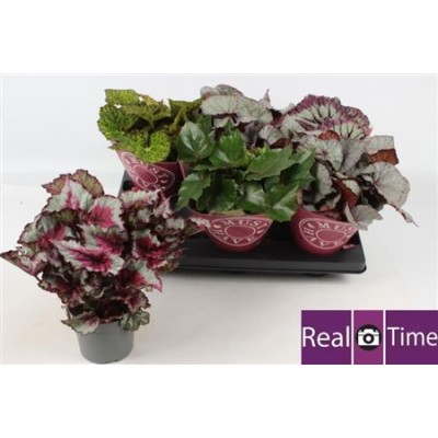 .Beg Bel Gem pot 13 25cm