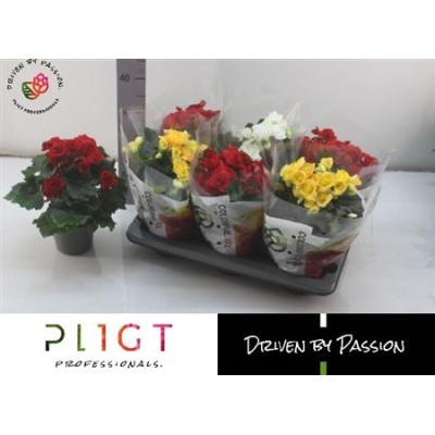 .Beg Du Gem pot 14 32cm