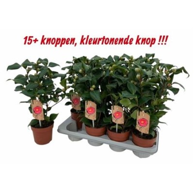 .Came J Dr King pot 13 50cm