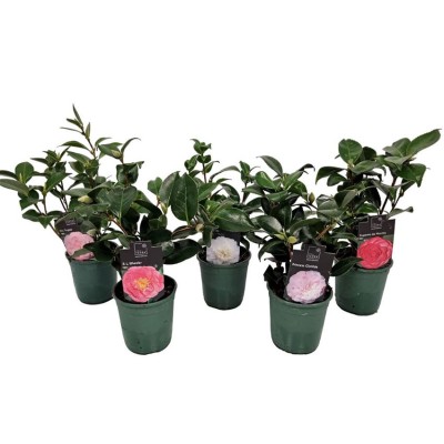 .Camellia Japonica pot 12 35cm