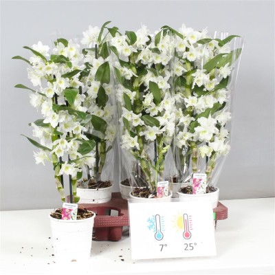 .Dendr N Sc Apollon pot 12...