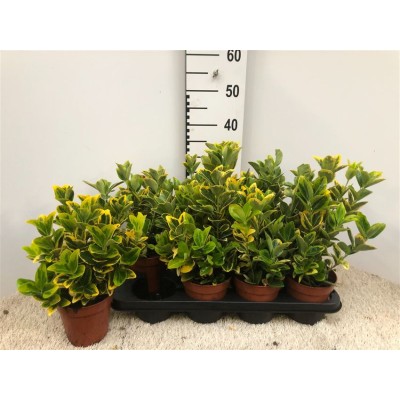 .Euonymus Ja Aureus pot 13...