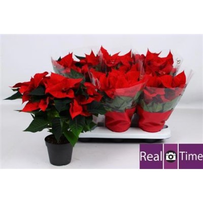 .Euphor P Chr Eve pot 14 38cm