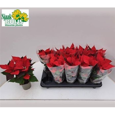 .Euphor P Chr F Red pot...