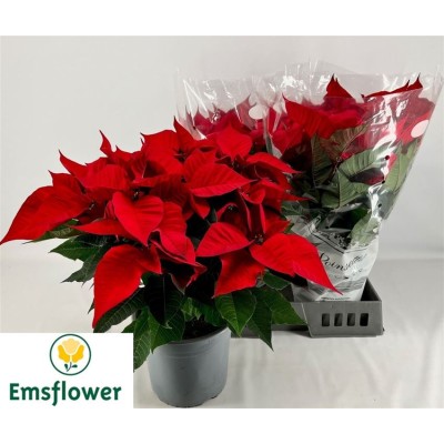 .Euphor P Chr F Red POT 22...