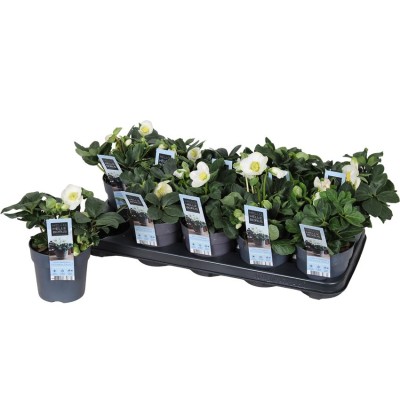 .Hell Ni Chr Carol pot 12 20cm