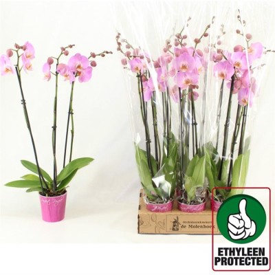 .Phal Anthura Osaka pot 12...