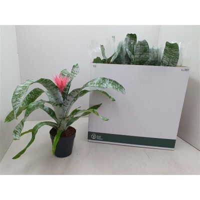 .Aech Fas Primera pot 15 50cm