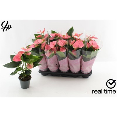 .Anthu An Sweet Dream pot...