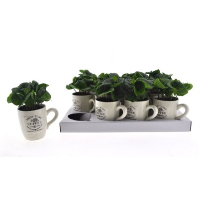 .Coffea Arabica pot 9 15cm...