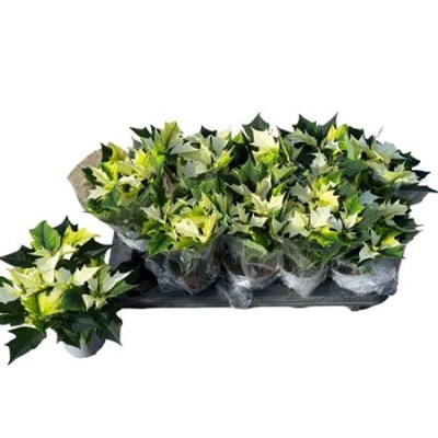 .Euphor P Alaska pot 10.5 27cm