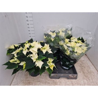 .Euphor P Alaska pot 22 50cm