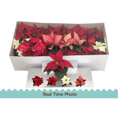 .Euphor P Gem pot 6 13cm