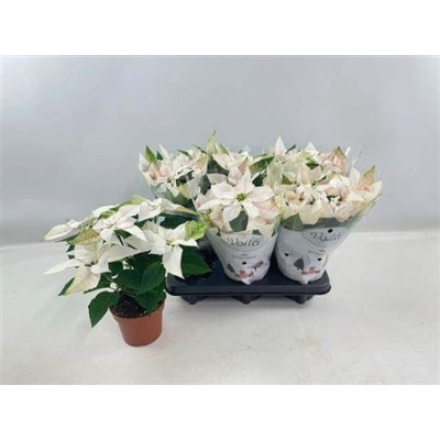 .Euphor P Pri Pearl pot 12...