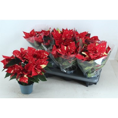 .Euphor P Sup New Gli pot...