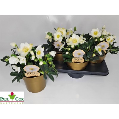 .Hell Ni Hgc Wintergo pot...