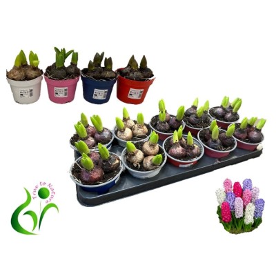 .Hyacin Gem 4 Kl pot 12 12.5cm