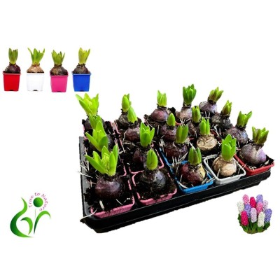 .Hyacin Gem 4 Kl pot 7 12cm