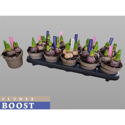 .Hyacin Pear Gem 3 Kl pot...