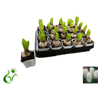 .Hyacin White Pearl pot 7 15cm