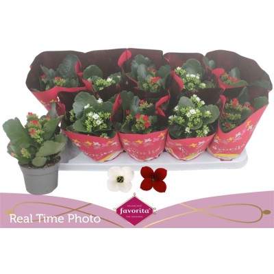 .Kal En Gem 2 Kl pot 10.5 22cm