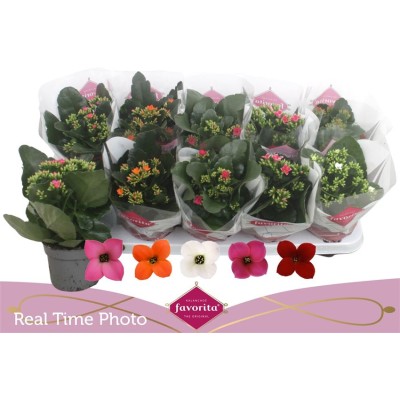 .Kal En Gem 5 Kl pot 10.5 22cm