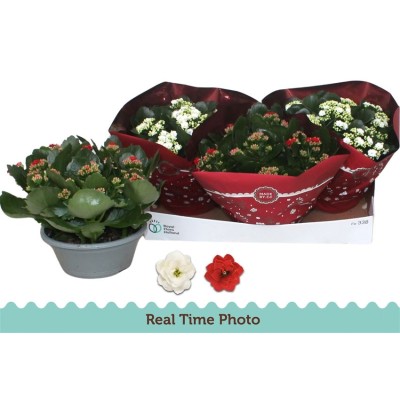 .Kal Ge Gem 2 Kl pot 23 27cm