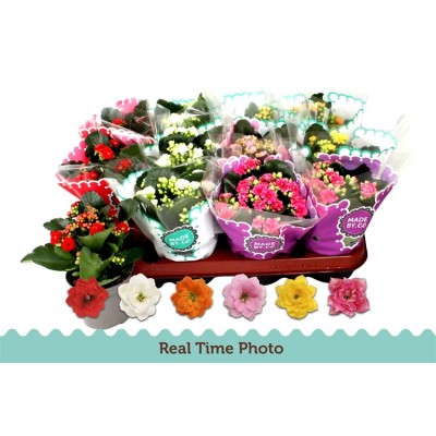 .Kal Ge Gem 5 Kl pot 9 19cm