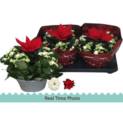 .Kal Ge Whites White pot 23...