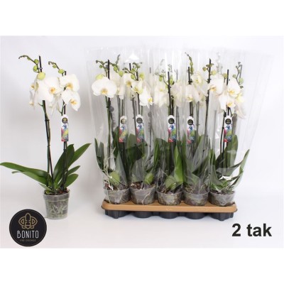 .Phal An Nottingham pot 12...