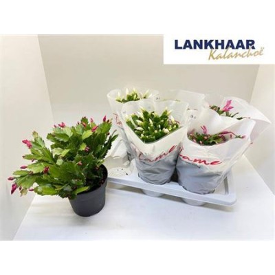 .Schlumb Flame Gem pot 17 30cm