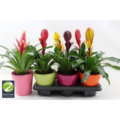 .Vries Gem 6 Srt pot 13...