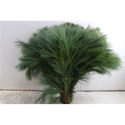 PINUS STRO 55CM