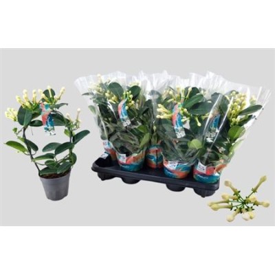 .Steph Fl Ov pot 12 40cm