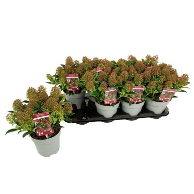 .Skim Japonica pot 13 28cm